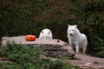 Loups blancs arctiques à Halloween