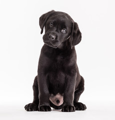 Dog animal small pets domestic canine