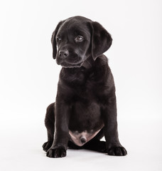 Dog animal small pets domestic canine