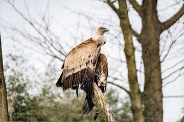 A vulture sits on a dry branch in search of prey