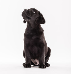 Dog animal small pets domestic canine