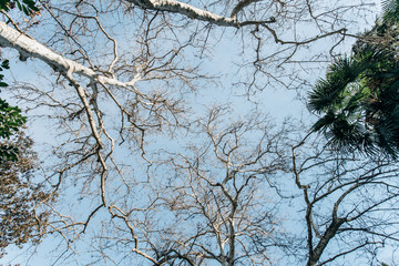 Crowns of trees against the blue sky