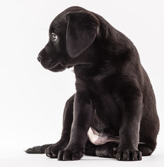 Dog animal small pets domestic canine