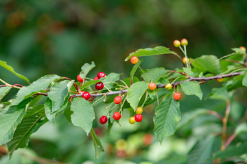 Ripe berries cherries and not until the end of dospevshie berries on the branch. Close-up view of the berries.