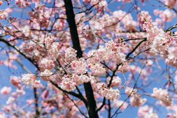 Fototapeta premium Flowering branches of cherry blossoms against a beautiful blue sky.
