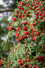 Common red elderberry, red-berried elder berries on the branch in the garden. Red elder on the branches in the garden. Red elder on the branches close up