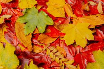 Naklejka na ściany i meble Fall leaves background. autumnal maple leaves