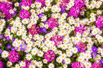 Beautiful flowers as background