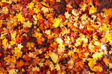 Naklejka na ściany i meble Fall leaves background. autumnal maple leaves