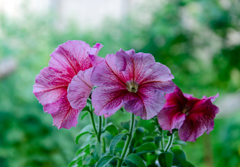Petunia blooming in the garden, pink flowers, in the spring afternoon