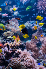 Panele Szklane  podwodny krajobraz rafy koralowej z kolorowymi rybami i życiem morskim