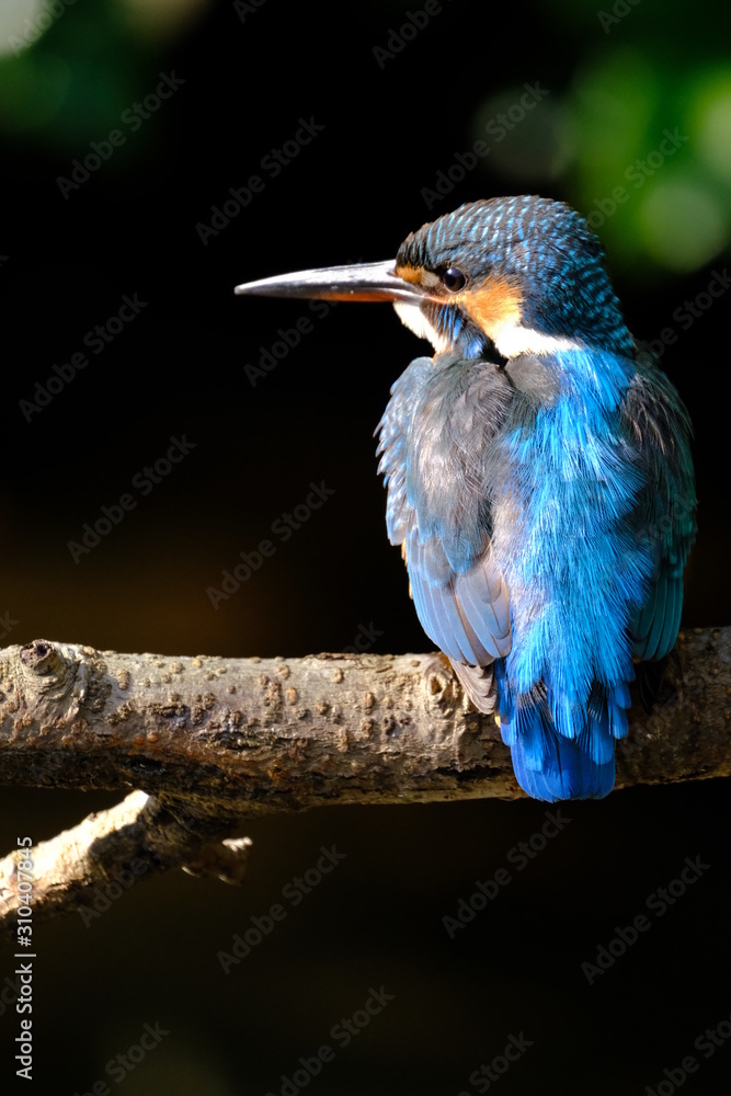 Poster kingfisher on branch