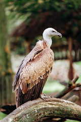 A vulture sits on a branch. Scavenger vulture sits on a branch. The vulture is ready to hunt.