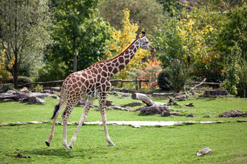 Obraz premium Giraffe walks in nature among the trees in summer