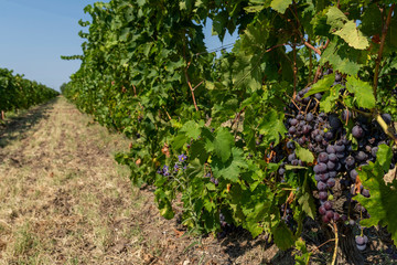 Fototapeta na wymiar Bunch of blue grapes on a vine in a vineyard in Northern Greece