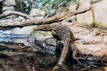 Papuan monitor Lizard climbs out of the water in the national reserve