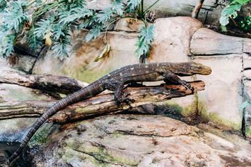 Papuan monitor Lizard climbs out of the water in the national reserve