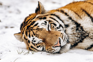Tiger lying on the snow covered ground