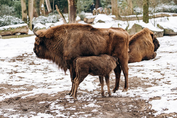 Bison in the reserve. Representatives of wild European bulls in the winter forest. Brown European...