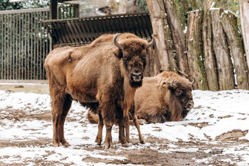 Bison in the reserve. Representatives of wild European bulls in the winter forest. Brown European Bison in winter