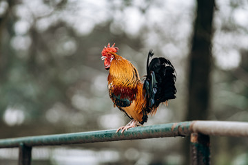 Beautiful homemade cock walks in the Park on a winter day.