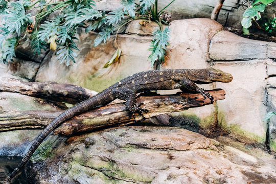 Papuan monitor Lizard climbs out of the water in the national reserve