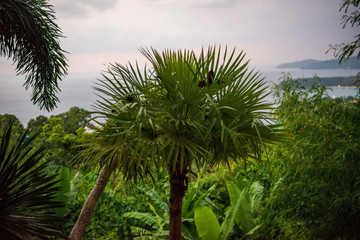 Fototapeta na wymiar Beautiful tropical tree in Thailand, Phuket.