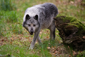Loups noirs du Yellowstone