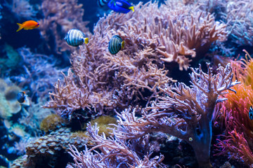 beautiful underwater world with  tropical fish