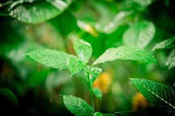 Fototapeta na wymiar tropical green leaf. tropical rainforest