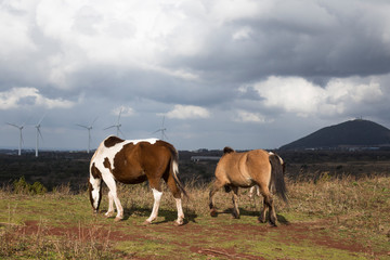Fototapeta na wymiar Grazing horses on the green Field.