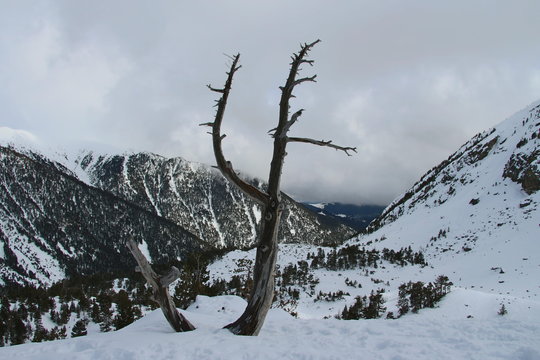 arbol muerto con monta&ntilde;as y nubes al fondo