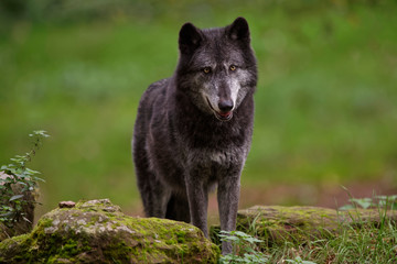 Loups noirs du Yellowstone