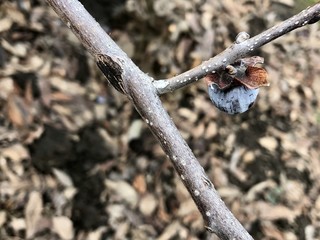 Small fruit of Diospyros lotus