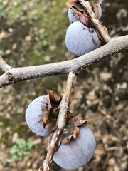 Ripe fruits of Diospyros lotus