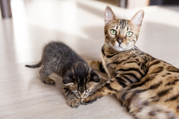 Fototapeta premium Beautiful bengal cat portrait with its striped baby kitten lying on the floor