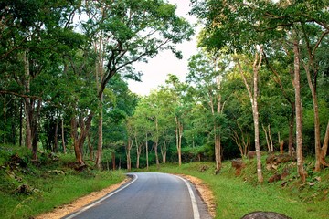 Fototapeta na wymiar Nature Beauty-Nature Photography-Nature background-Winding road through forest,B.R. Hills, K Gudi forest