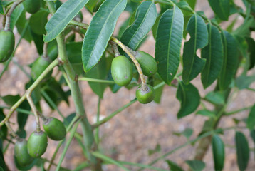 Ambarella tree or jew plum tree also known the scientific name as Spondias Cytherea. 