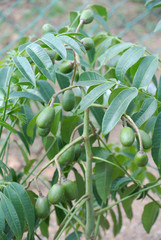 Ambarella tree or jew plum tree also known the scientific name as Spondias Cytherea. 