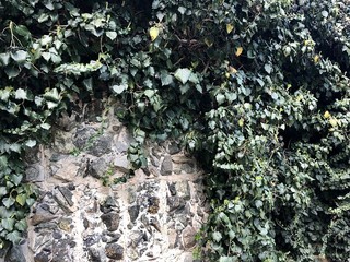 Stone wall overgrown with plants