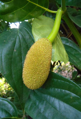 Cempedak is a kind of jack fruit also known scientific name as Artocarpus Integar. 