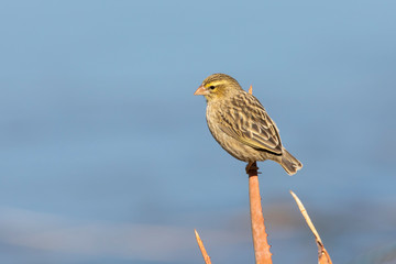 Southern Red Bishop, Euplectes orix,  breeding female perched on an aloeBreede River, Robertson, Western Cape