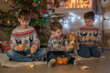 three cute boys and a dog Beagle eating tangerines near the Christmas tree. the concept of Christmas, family holiday, funny photos