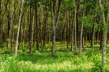 Fototapeta na wymiar Beautiful tropikal trees in Thailand, Phuket.
