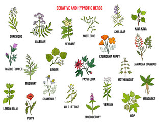 Best sedative and hypnotic herbs. Hand drawn vector set - obrazy, fototapety, plakaty