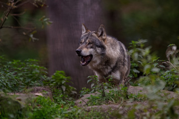 Loups gris d'Europe