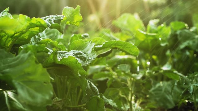 Drip irrigation beet in the vegetable garden closeup. Water drops on green beet leaves