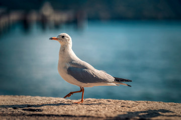 Bildschöne Möwen präsentieren sich am Starnberger See	