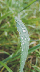 Green grass in the morning dew close-up in the sun