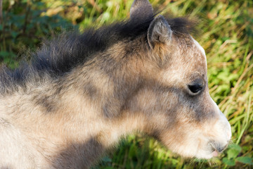 Fototapeta premium Beautiful portrait of a Welsh Mountain pony foal